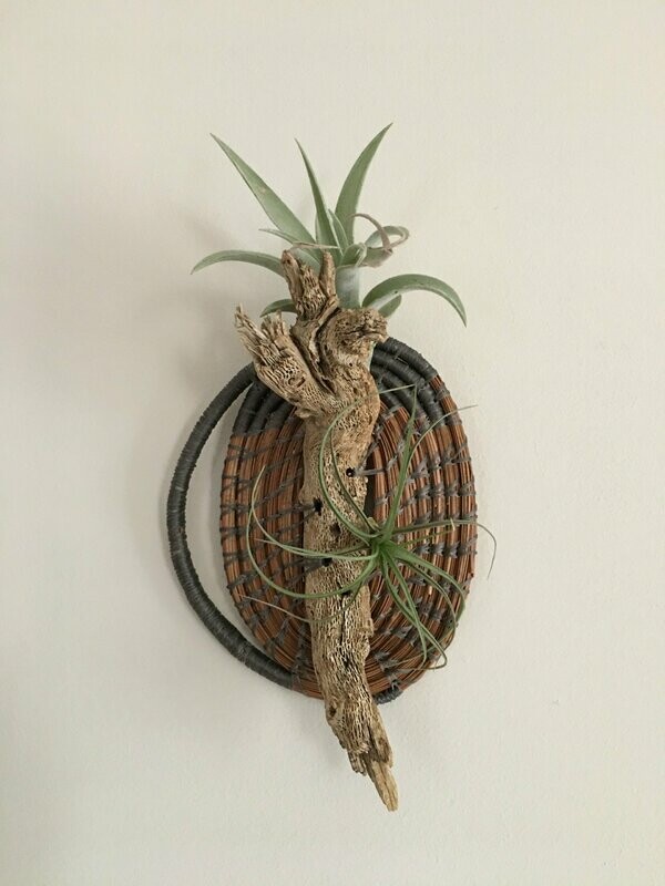 Air Plant with Drift Wood Wall Mount