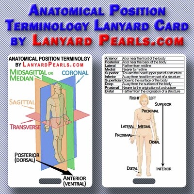 Anatomical Position Terminology