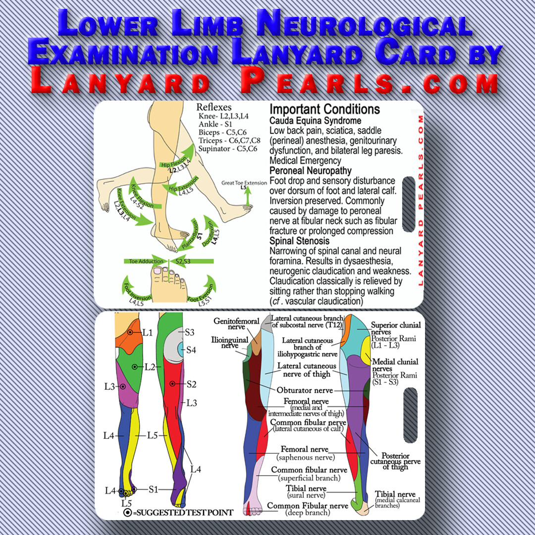 Lower Limb Dermatome + Myotome Neuro Exam