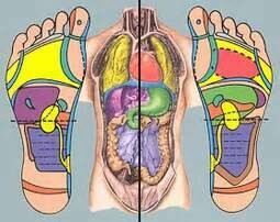 Videocorso di Riflessologia Plantare - 2^ lezione