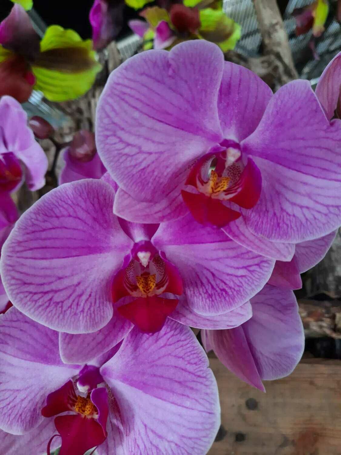 Orchidee Orchidee, Farbe: rosa