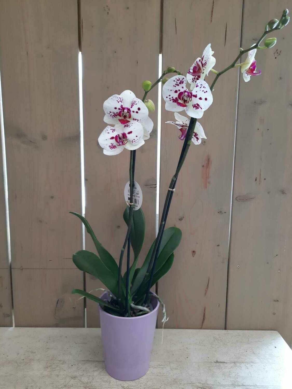 Geschenksidee Orchidee
