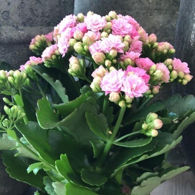 Kalanchoe