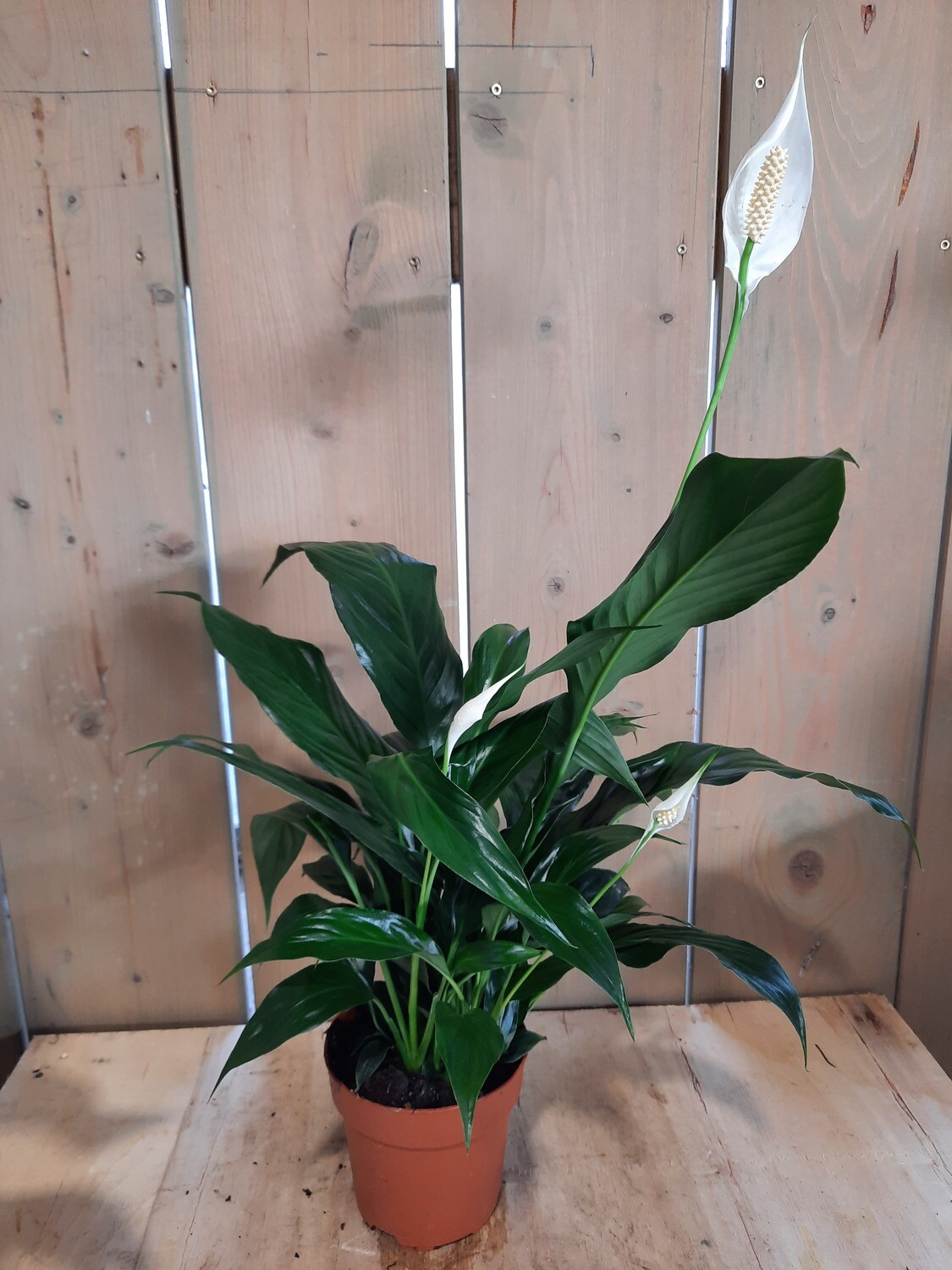 Spathiphyllum – Einblatt groß