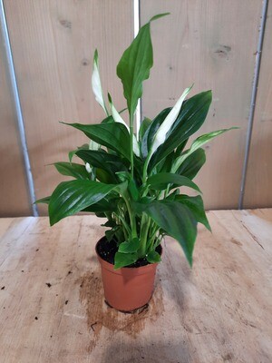 Spathiphyllum - Einblatt klein