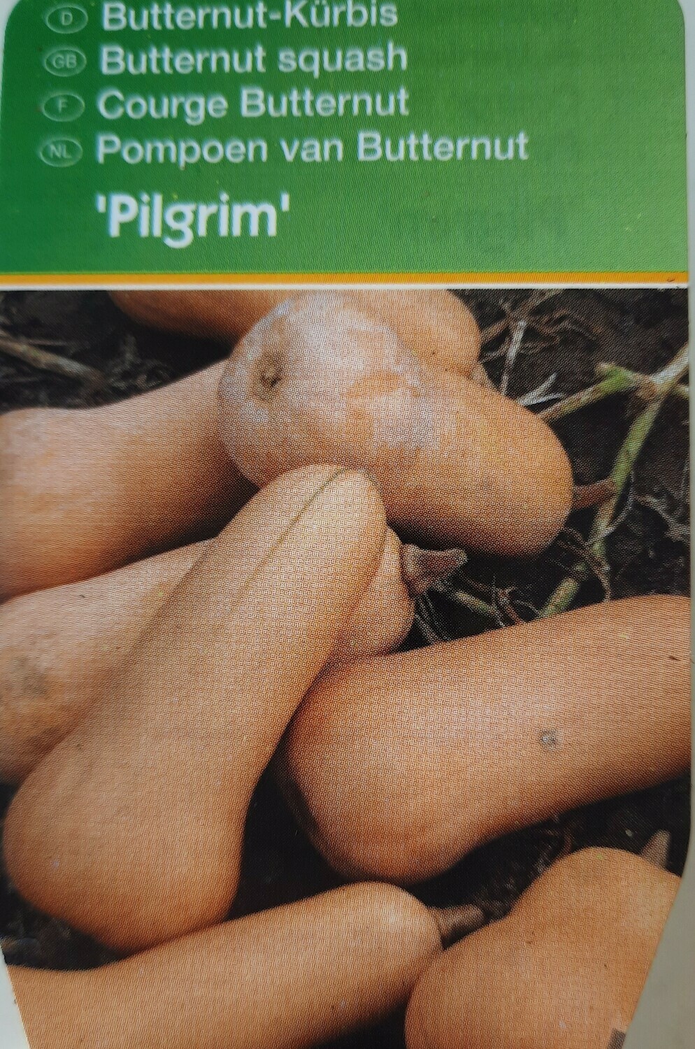 Butternut-Kürbis "Pilgrim"