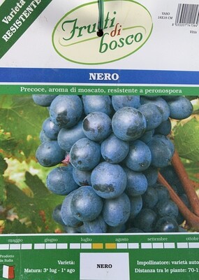 Weintraube – Nero