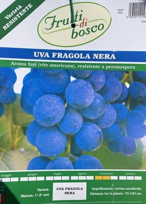 Weintraube – Uva Fragola Nera