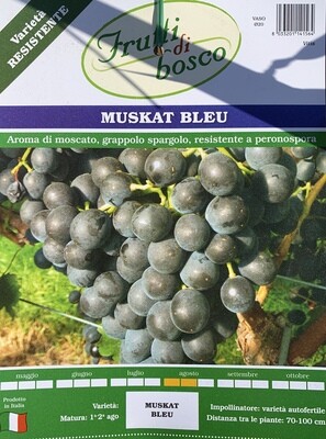Weintraube "Muskat Bleu"