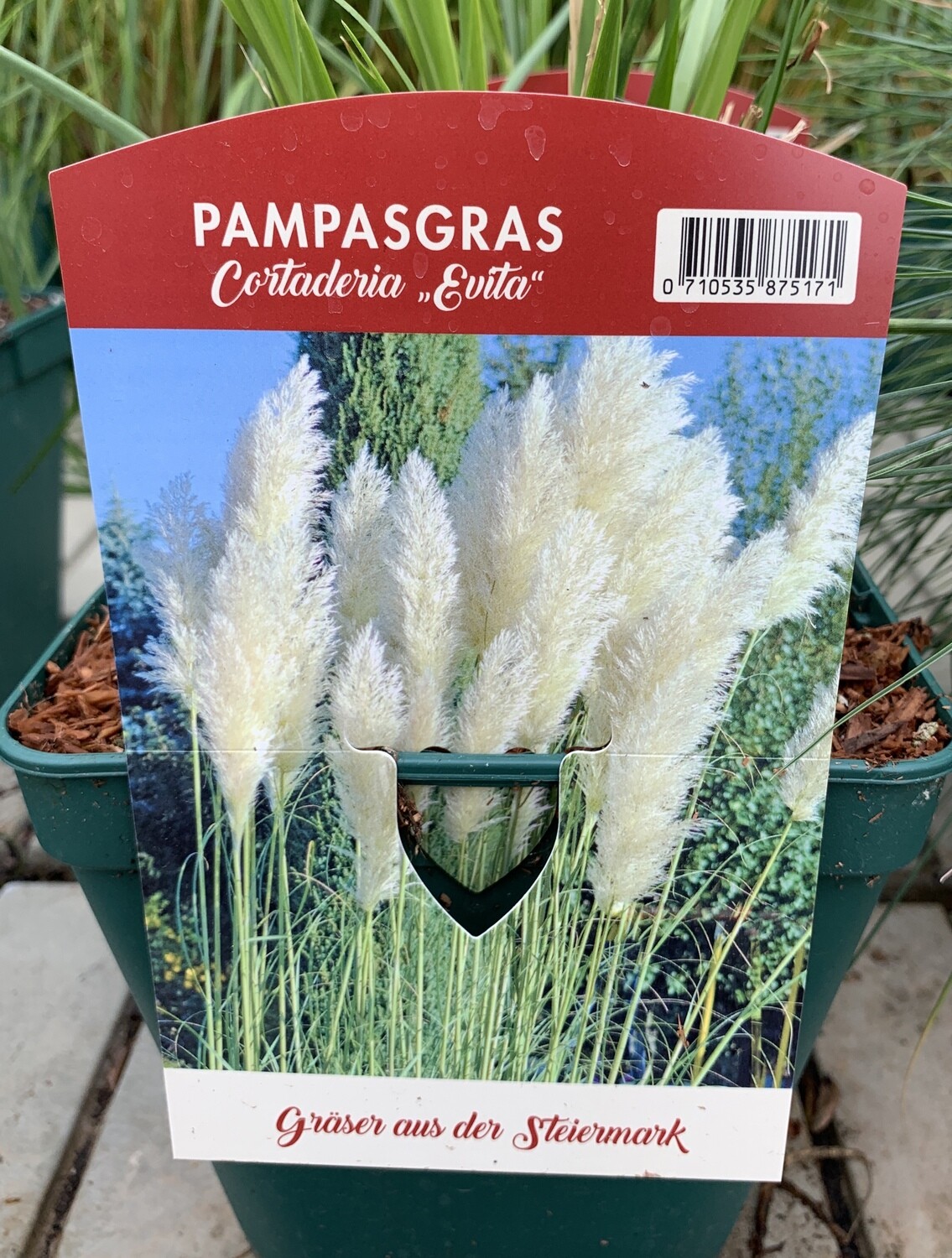 Pampasgras – Evita
