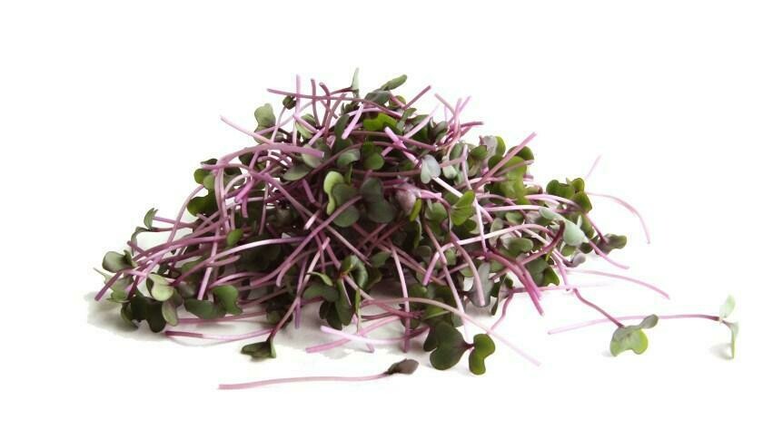Red Cabbage