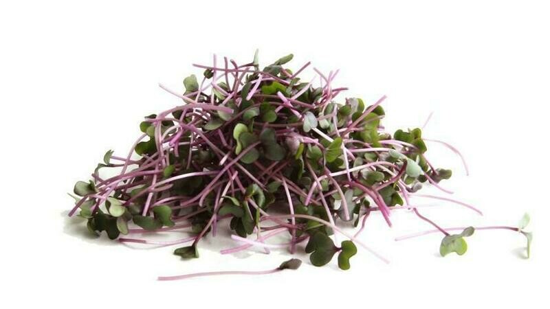 Red Cabbage