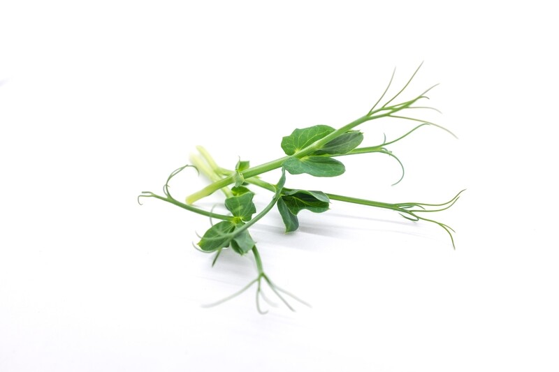 Pea