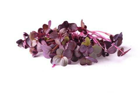 Purple Radish