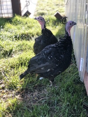 Fresh Pasture-Raised Local Turkey - Hehlden Farm