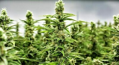 weed