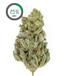 AMNESIA (CBD)