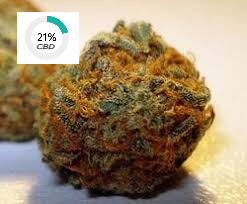 Orange Bud