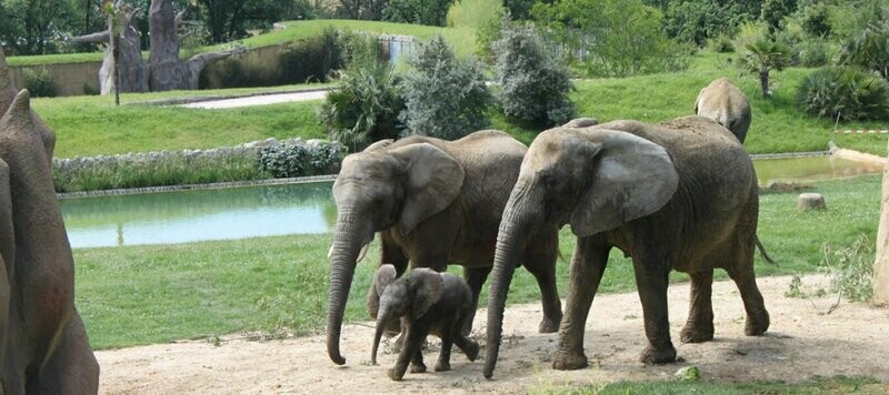 Sortie Zoo Plaisance du Touch