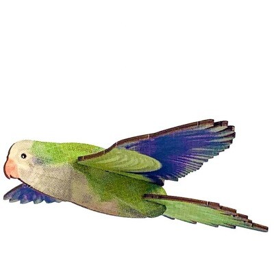Monk Parakeet Bird