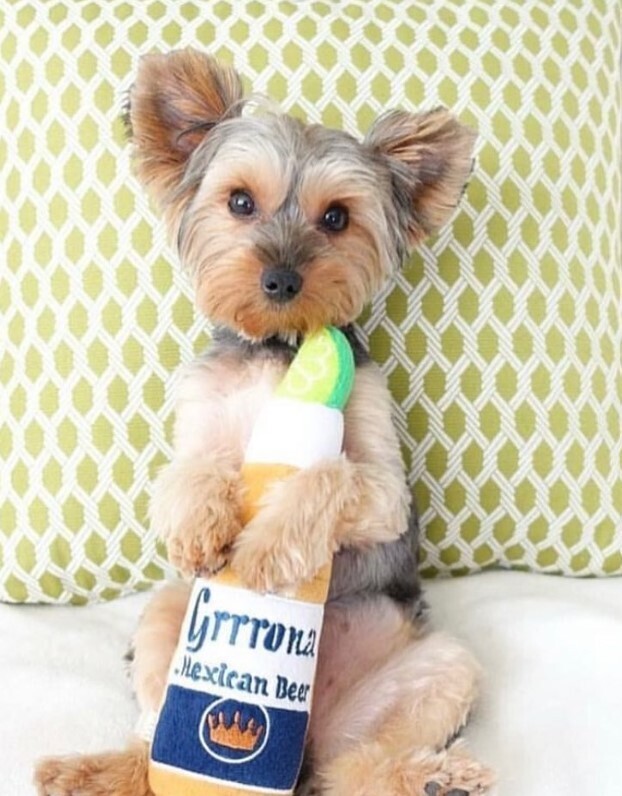 Haute Diggity Dog Beverage Bottle Squeaker Toys