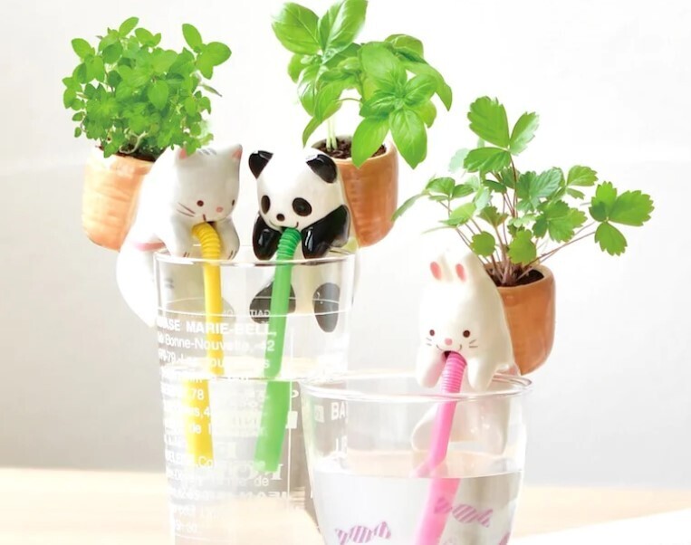 Noted Chuppon Self Cultivation Plant Kit 