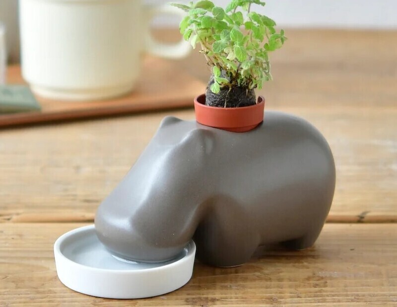 Noted Hippoplant Self-Cultivating Plant Kit
