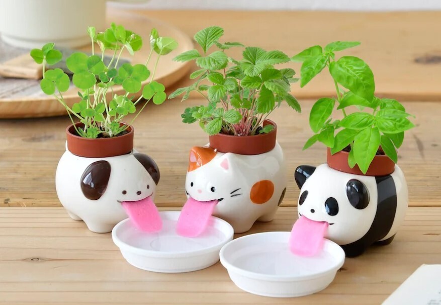 Noted Peropon Self Watering Plant Cultivation Kit