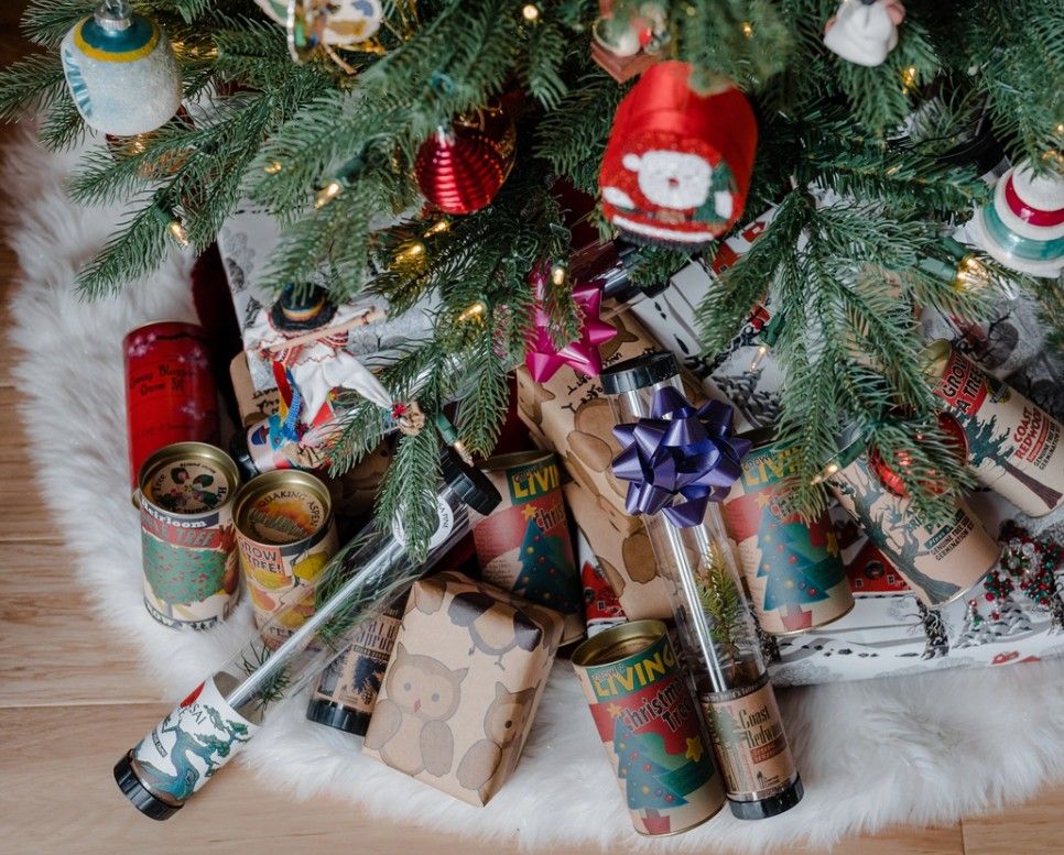 The Jonsteen Company Christmas Tree Grow Kits