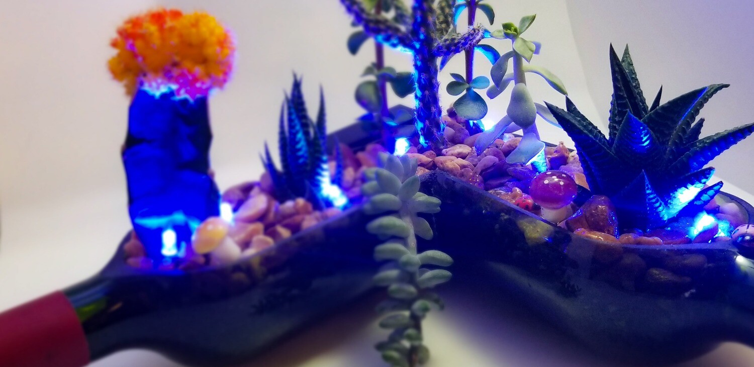 Double succulent planter