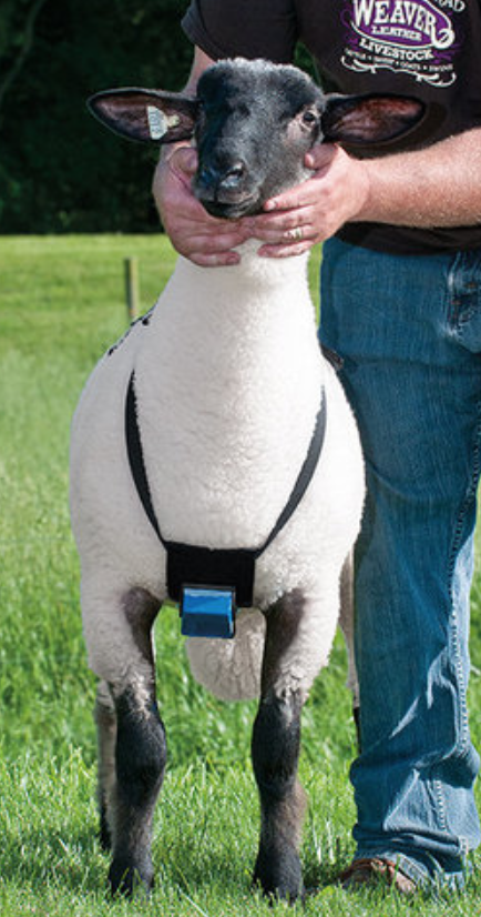 Sheep and Goat Marking Harness