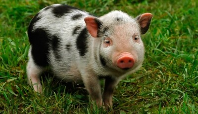 Swine and Mini-pig