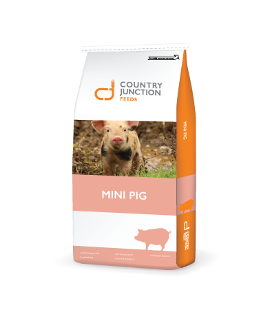 Country Junction Mini Pig