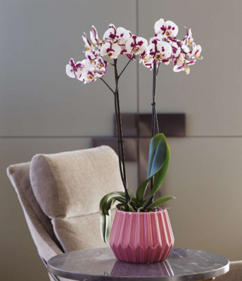 Vaso Orchidea India