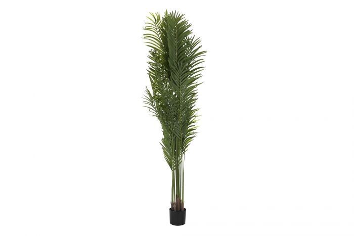 PALMERA CAMADOREA