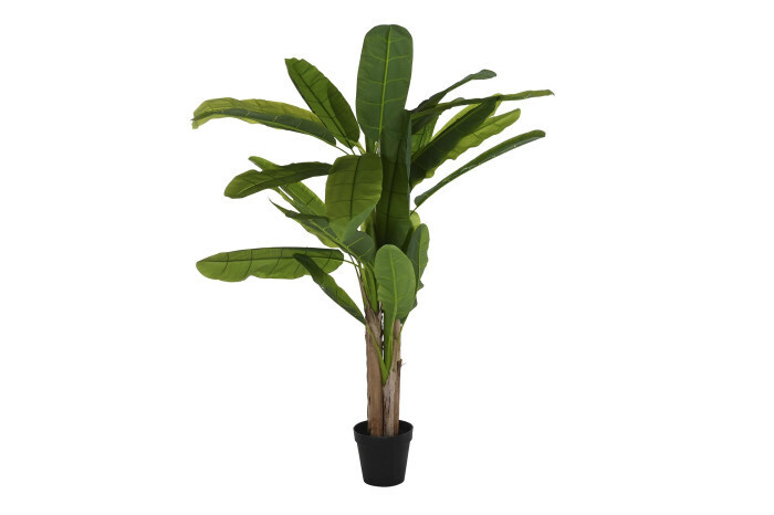 PLATANERA L
