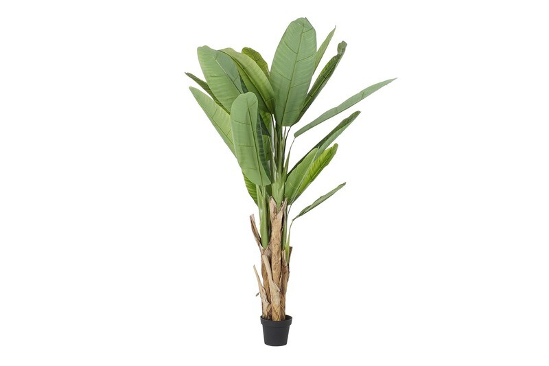 PLATANERA S