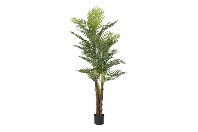 PALMERA CAMADOREA M