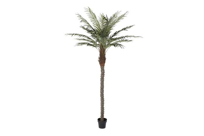PALMERA DATILERA