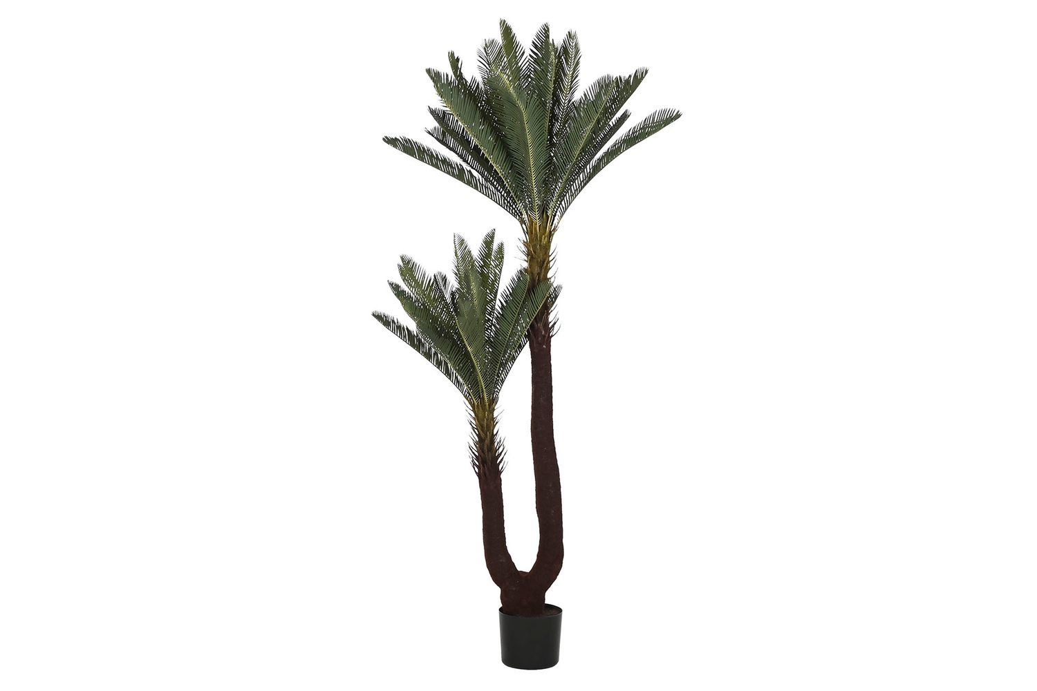 SAGO CYCAS
