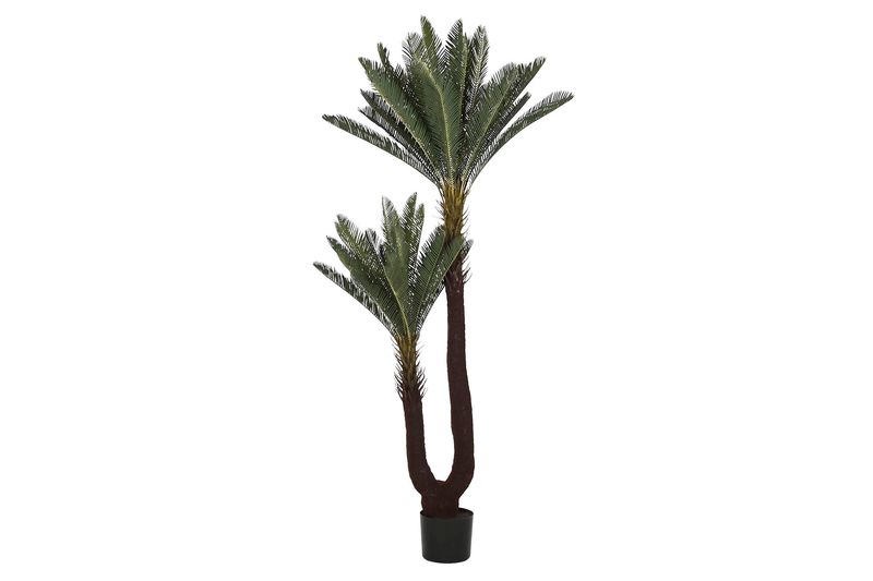 SAGO CYCAS