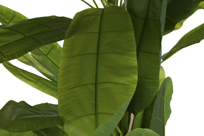 PLATANERA L