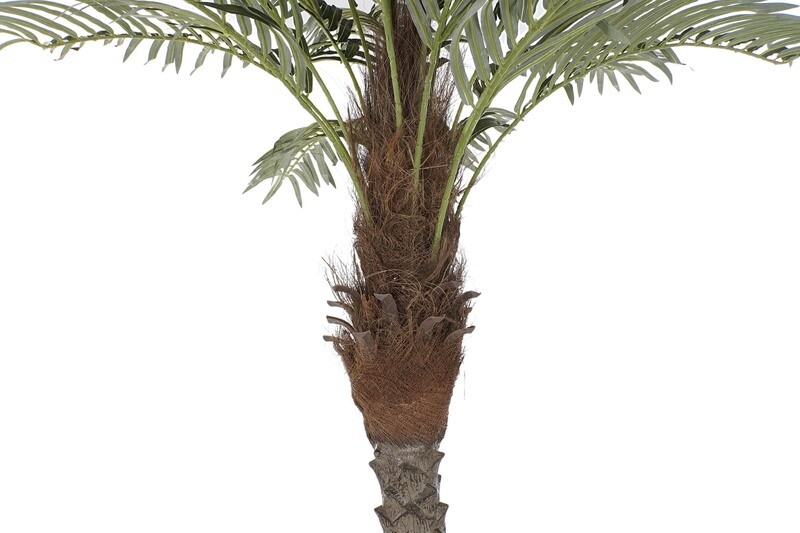 PALMERA DATILERA