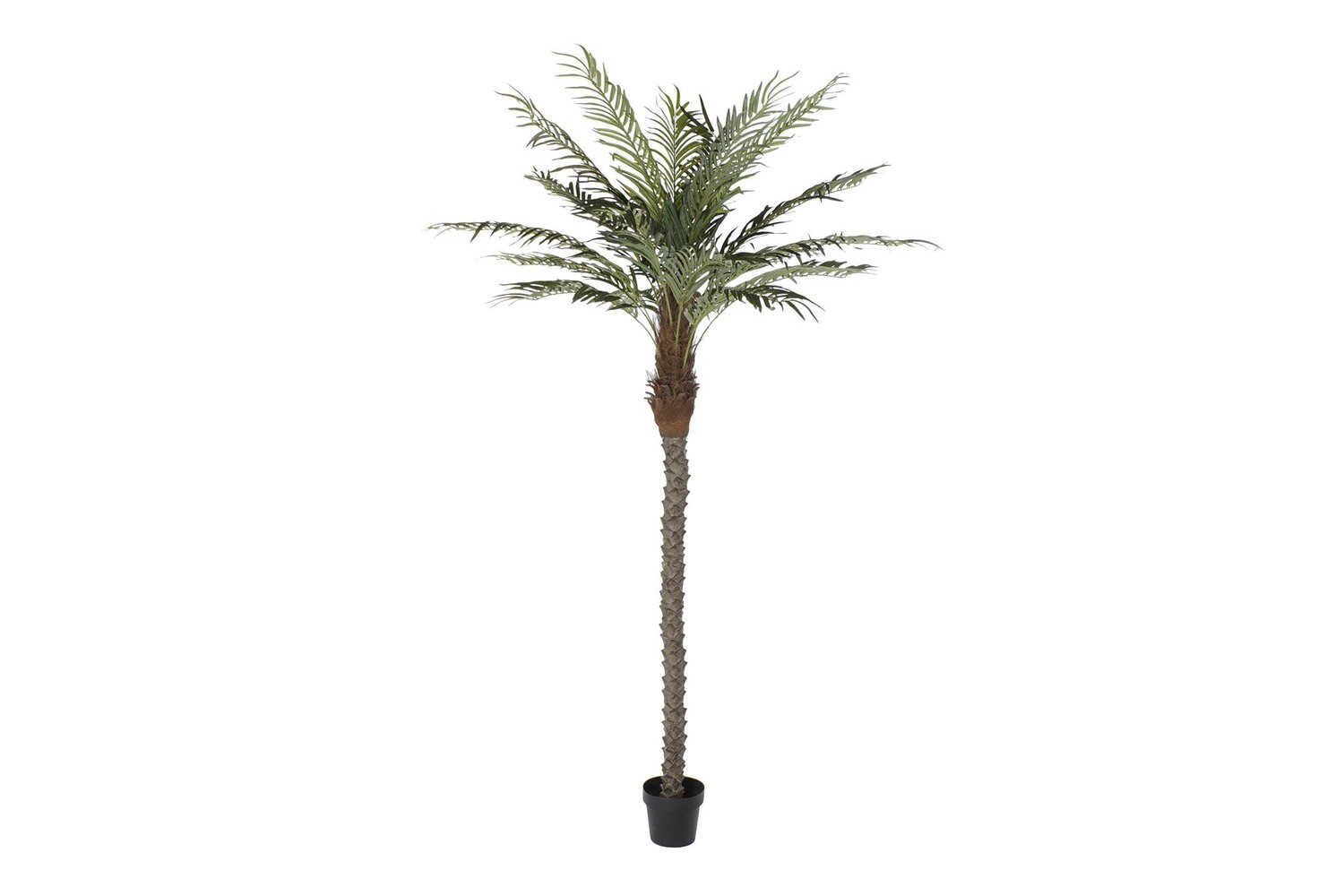 PALMERA DATILERA