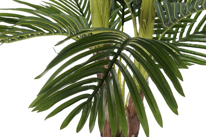 PALMERA CAMADOREA M