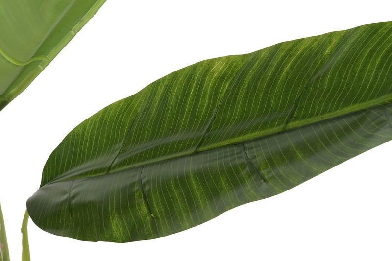 PLATANERA S