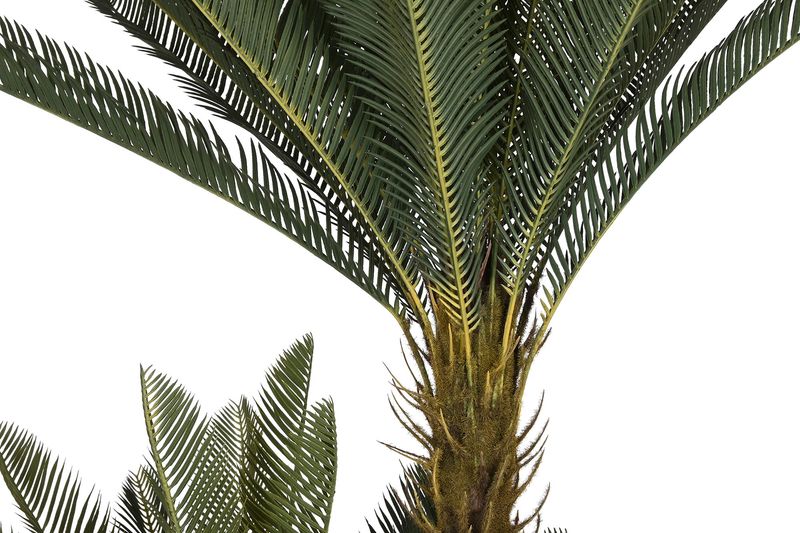 SAGO CYCAS