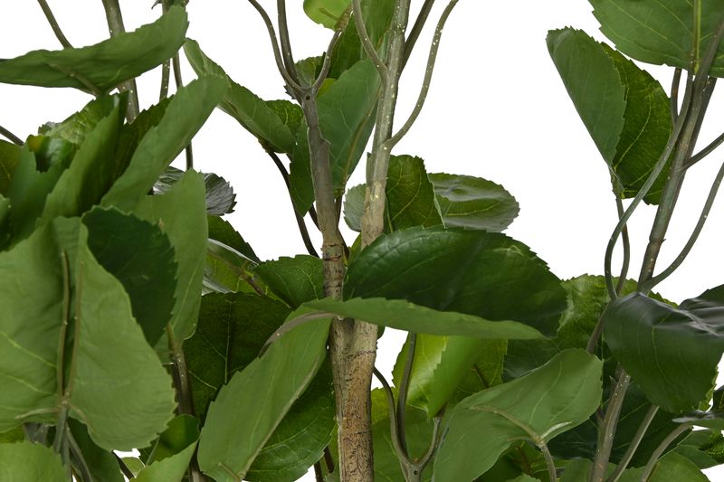 ARALIA