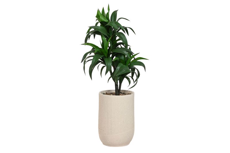 PLANTA RESIN