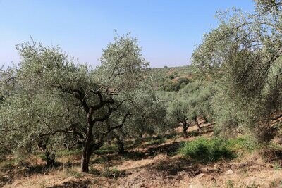 Huiles d'olive de Sardaigne Extra Vierge